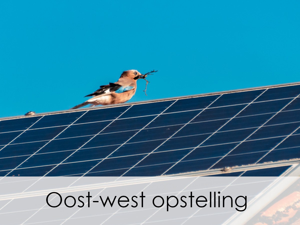 oost-west opstelling zonnepanelen met vogel