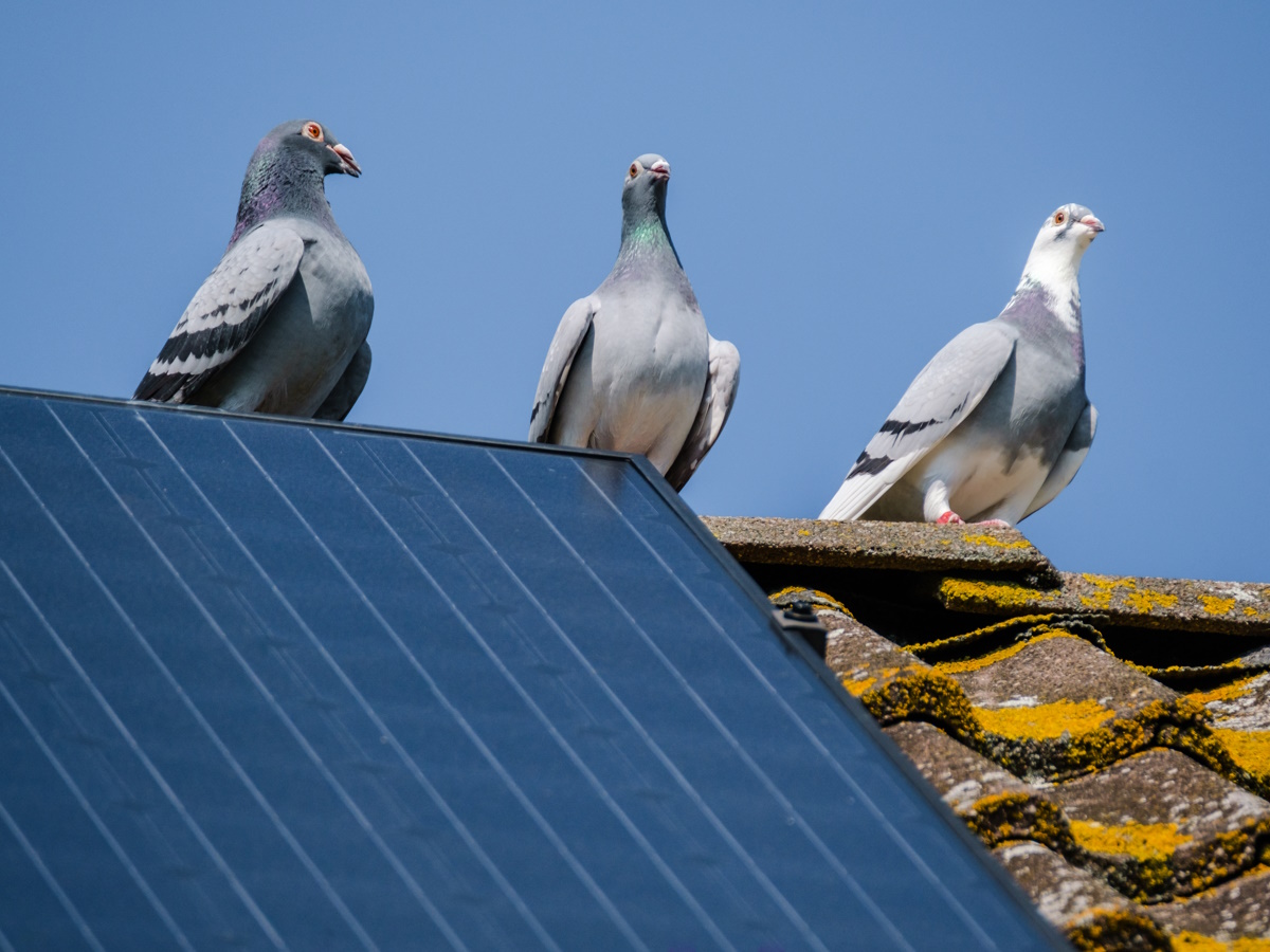 zonnepanelen vogelwering