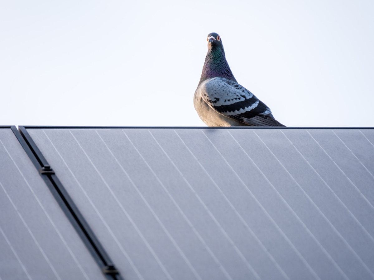 huren zonnepanelen