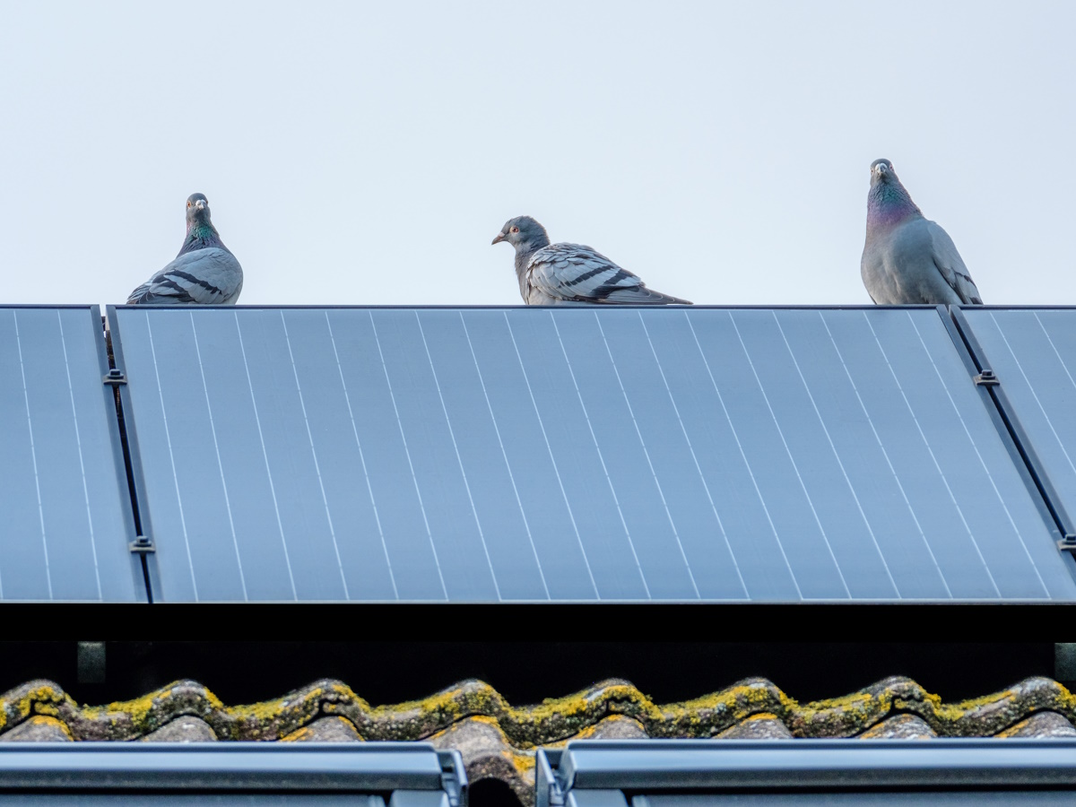 zonnepanelen vogelwering