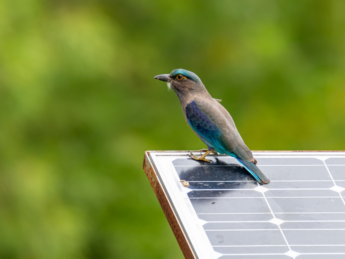 zonnepanelen vogelwering