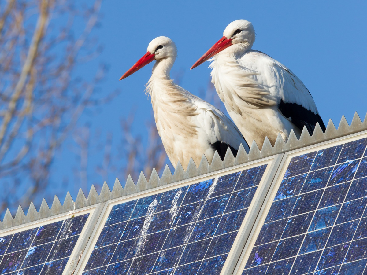 zonnepanelen vogelwering